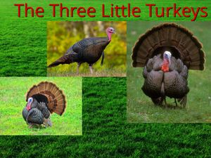 The Three Little Turkeys